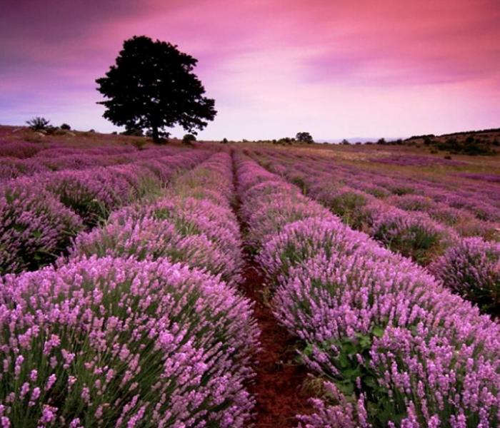 lavender field